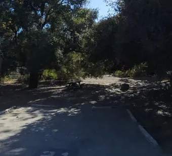 Leo Carrillo site 21, 360 photo: very dark, heavy canopy