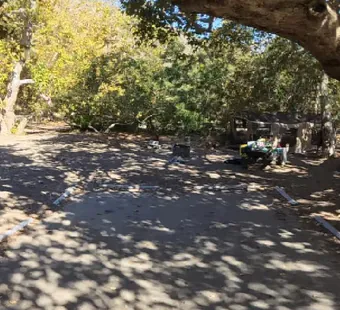 Leo Carrillo site 87, 360 photo: large oak branch arches low over the pad