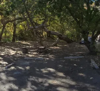 Sycamore Canyon site 22, 360 photo: oaks and sycamores close over the site