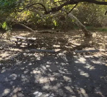 Sycamore Canyon site 32, 360 photo: narrow dirt pad under a big oak