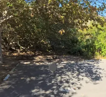 Sycamore Canyon site 44, 360 photo: sycamore shades the left of the pad