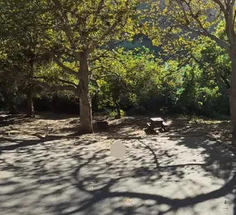 Sycamore Canyon site 51, 360 photo: sycamores overhead