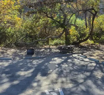 Sycamore Canyon site 57, 360 photo: oaks and sycamores overhead